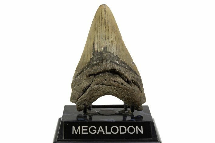 Fossil Megalodon Tooth - North Carolina #328249